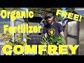 Comfrey Tea. Organic Fertilizer. Do It Right!