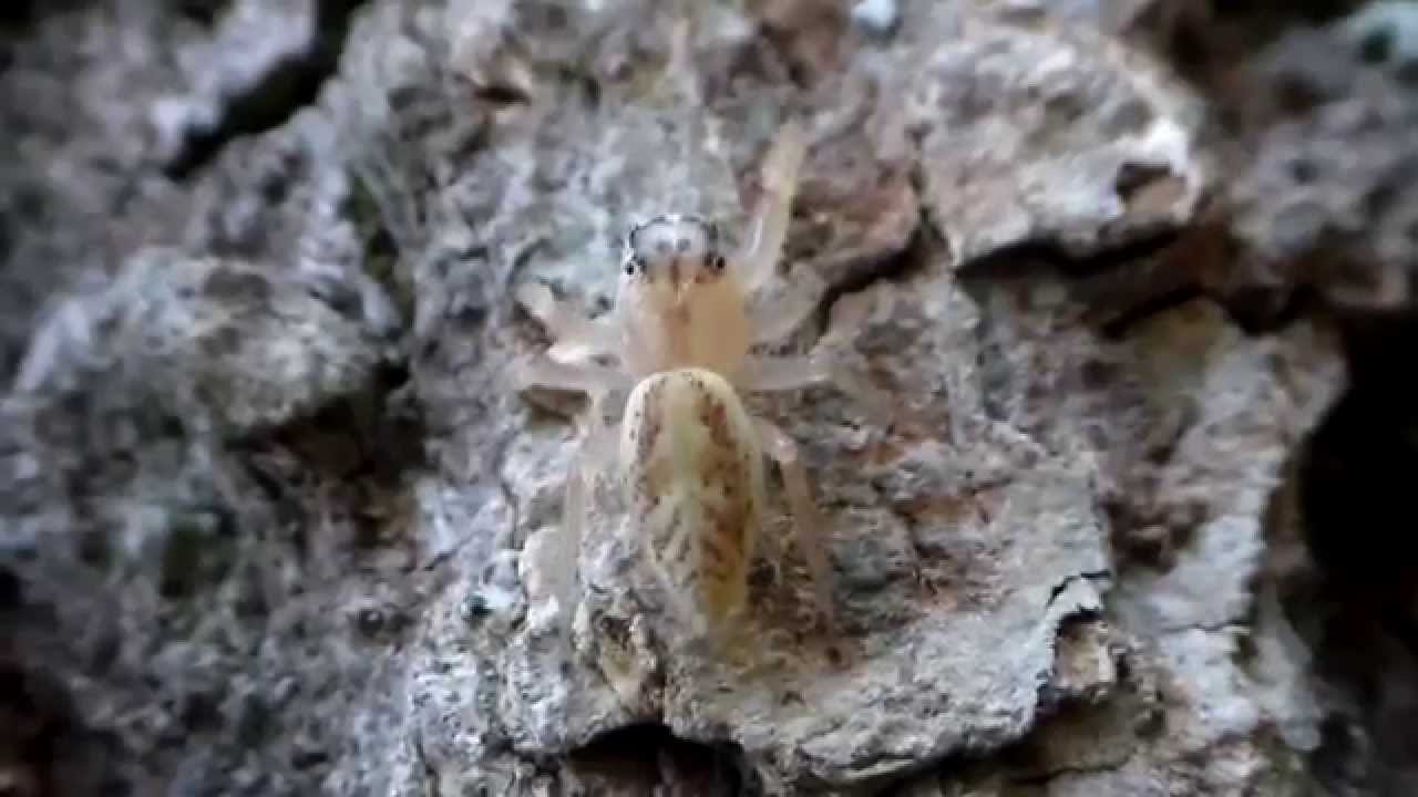 Thiodina hespera jumping spiders