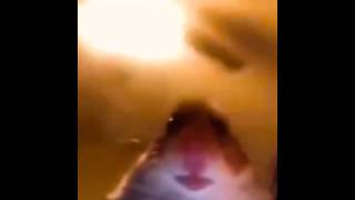 Hamster Facetime Meme Void Meme