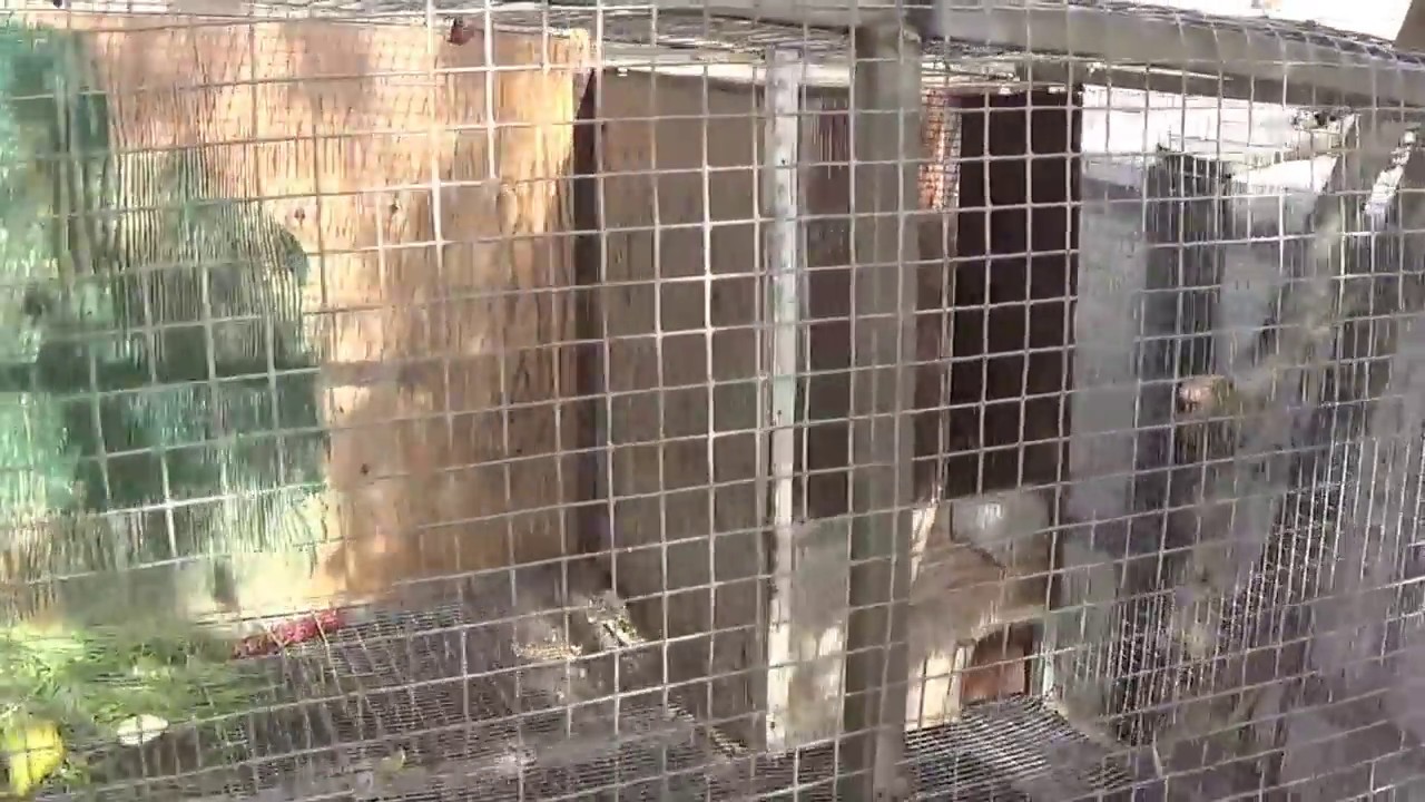 Crescătorie de iepure european (sălbatic)