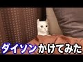 【爆音】ダイソンをかけた時の猫の反応