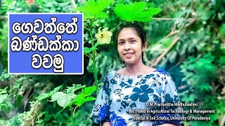 Okra cultivation in Sri Lanka / ගෙවත්තේ බණ්ඩක්කා වවමු / gewathu wagawa / ladies fingers cultivation