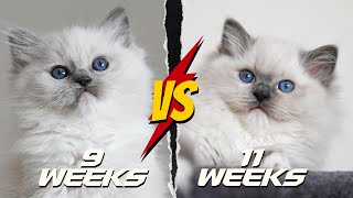 Introducing our Ragdoll Kittens 🐱 So Cute by Ring of Fire Ragdolls 1,812 views 1 month ago 13 minutes, 25 seconds