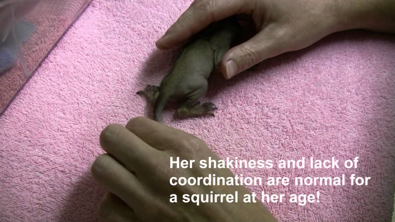 First Baby Squirrels of 2013 (Twoweek checkup) YouTube