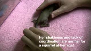 First Baby Squirrels of 2013 (Two-week checkup)