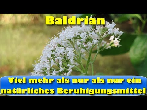 Video: Baldrian Officinalis - Medizinische Eigenschaften, Vorteile, Kontraindikationen
