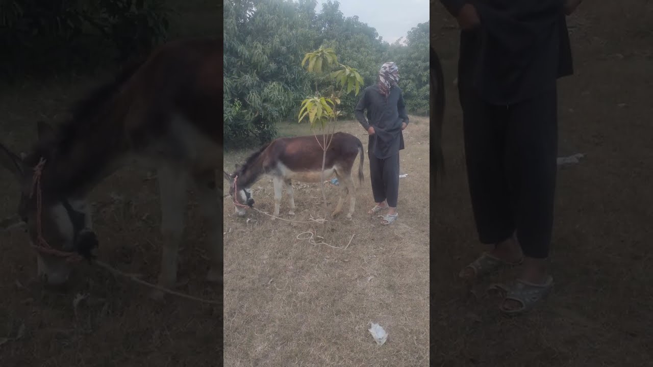 My Donkey 🐴🐴 With For End ♥️😭 