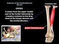 Anatomy Of The Semitendinosus Muscle  - Everything You Need To Know - Dr. Nabil Ebraheim