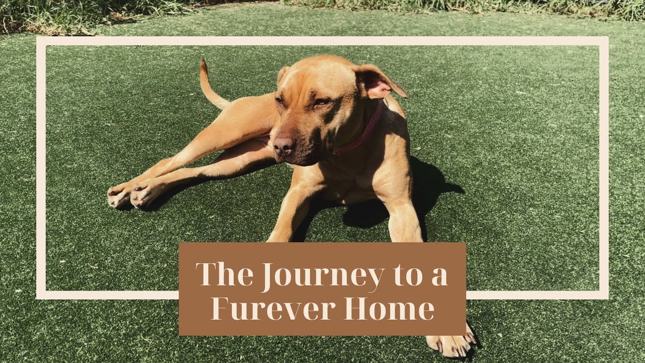 BARC For a New Life: Giving Animals a Second Chance.