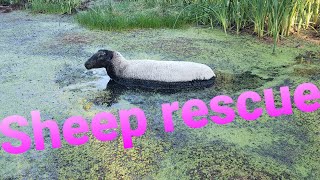 Sheep rescue! Stuck in the mud!