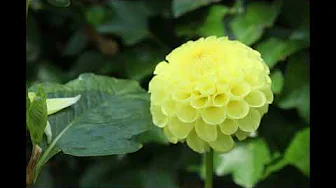Beethoven c minor Variations Original Tune - Music to show you’re a man