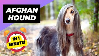 Afghan Hound  In 1 Minute!  One Of The Most Expensive Dog Breeds In The World