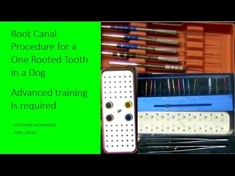 Root Canal Procedure For A One Rooted Tooth In A Dog