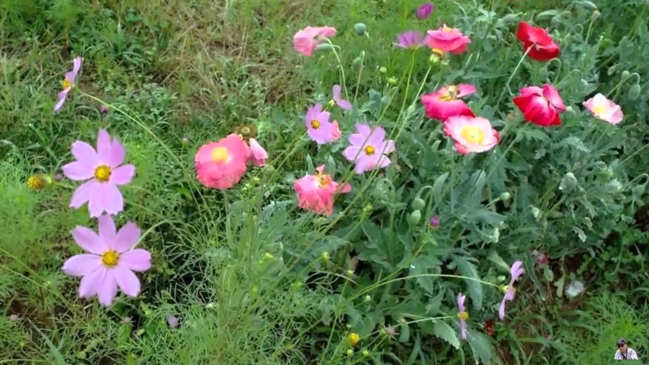 130619_75 wcp - YouTube