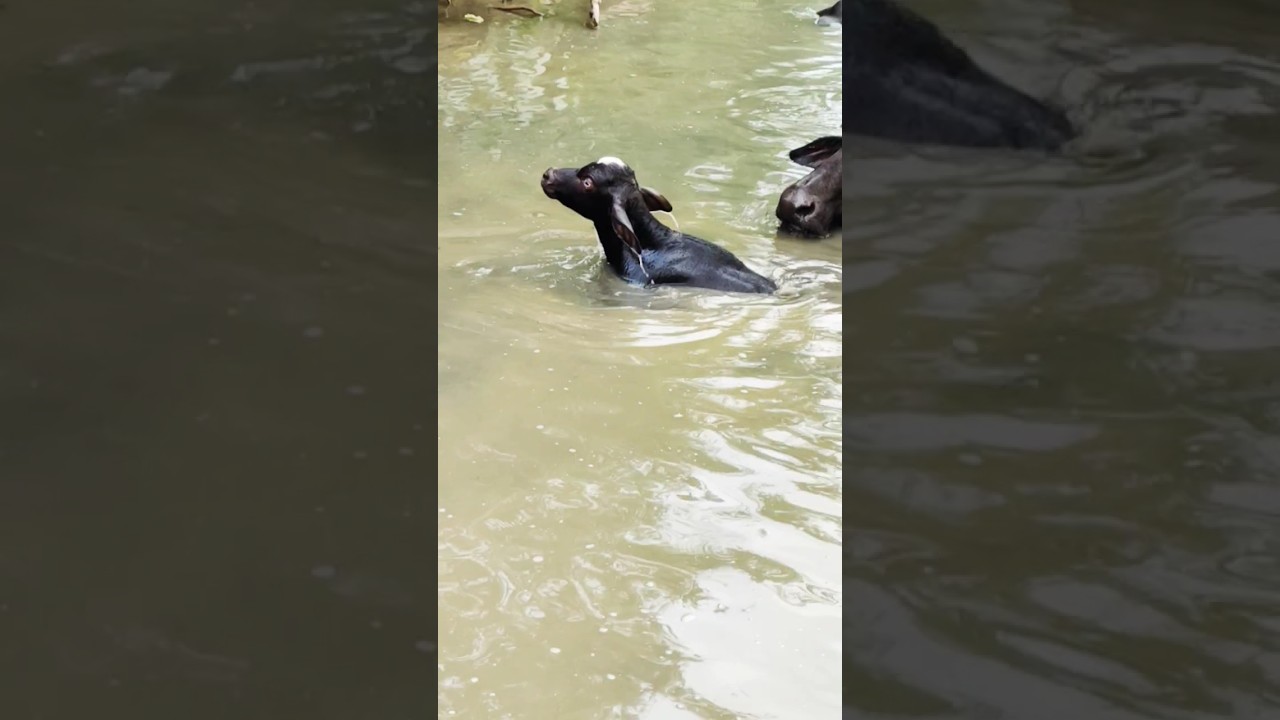 cute buffalo baby swimming 