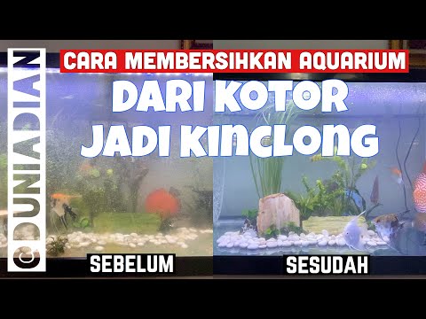 Video: Cara Merawat Akuarium Anda