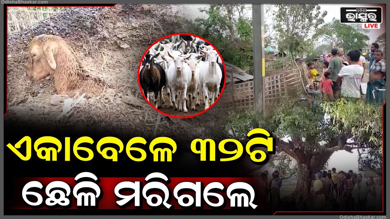 ପଡିଆରେ ଛେଳି ଚରୁଥିବା ସମୟରେ, ଏକାବେଳେ ୩୨ଟି ଛେଳି ମରିଗଲେ