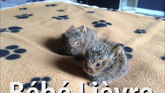 Levraut Ou Bebe Lievre Sauver D Une Mort Certaine Baby Hare Death Youtube