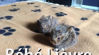 Levraut ou bébé lièvre sauver d'une mort certaine, baby hare, death