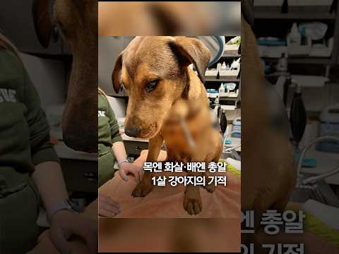 목엔 화살, 배엔 총알...1살 강아지의 기적 #shorts