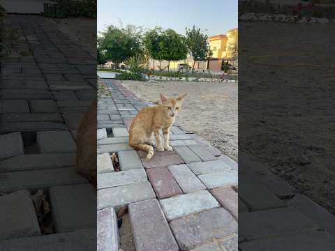 Short for cat 🐈 #foryou #cat #funny #trending
