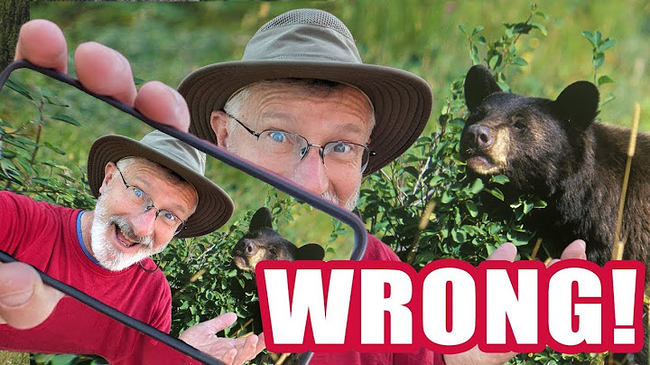 What To Do If You Encounter A Bear: It's Not What You Think