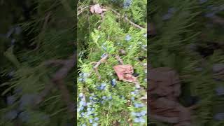 JUNIPER BERRIES?! #furtree #arborist