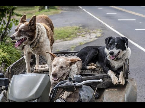 Video: So schützen Sie sich vor den Besitzern loser und aggressiver Hunde