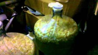 Home Made Apple Wine, Cheap and Easy
