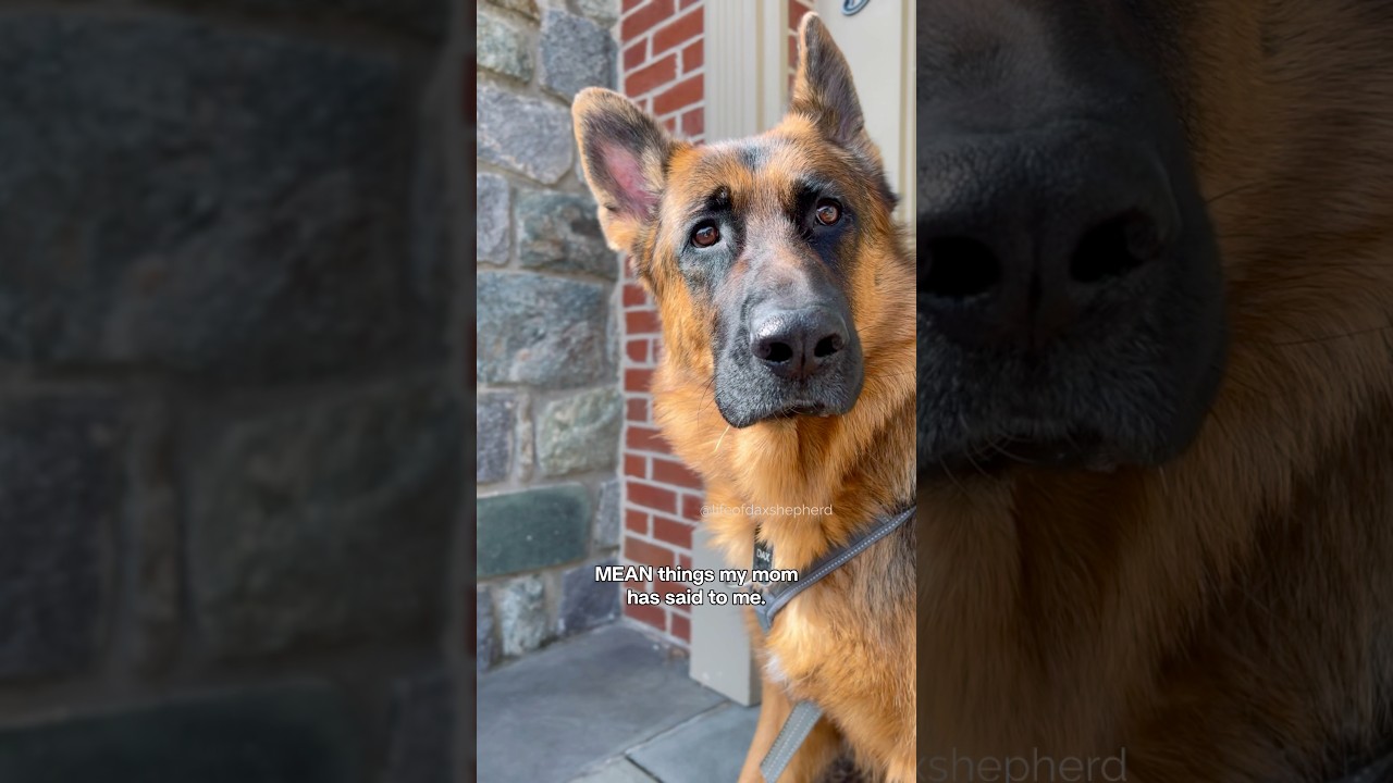 Oscar-worthy performance every time. 😂 