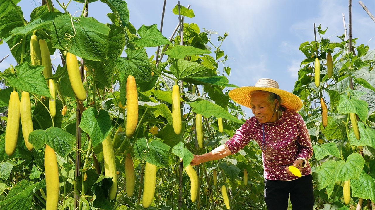 Amazing cucumbers to make traditional food黃瓜從製作到販賣再送兒孫，虽然幸苦，但老人開心｜美食｜玉林阿婆