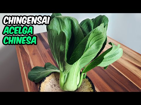 Vídeo: Bok choi e pak choi são a mesma coisa?