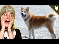 How Much Does An AKITA COST? の動画、YouTube動画。