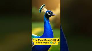 🦚 The Secret of Peacocks: Beautiful, Graceful, and Surprisingly Powerful!  #shorts #facts  #animals