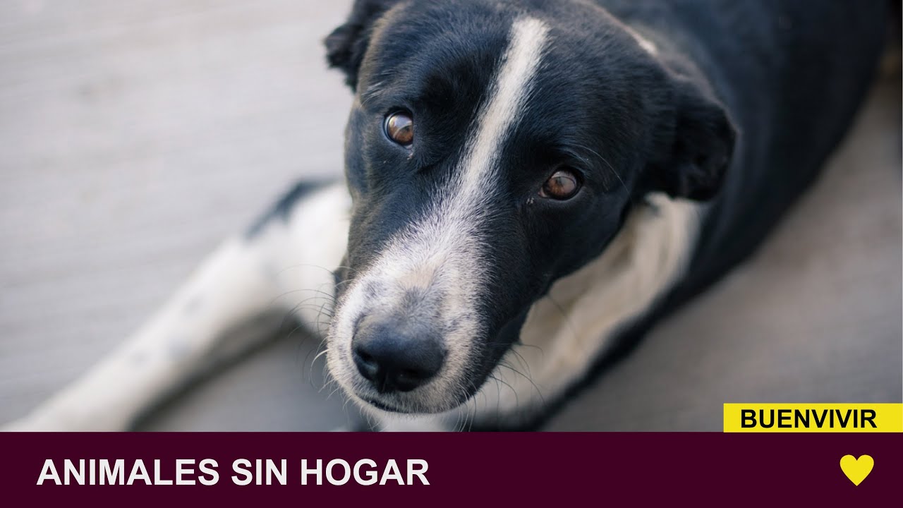 ANIMALES SIN HOGAR - Juan Echavarría  - BUENVIVIR💛 29/04/24 Canal 4