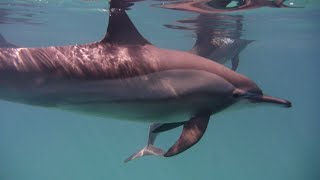 Snorkeling with Dolphins in the wild at Sataya Reef screenshot 4