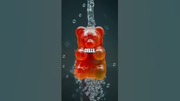 Osmosis in Action: A Gummy Bear Adventure