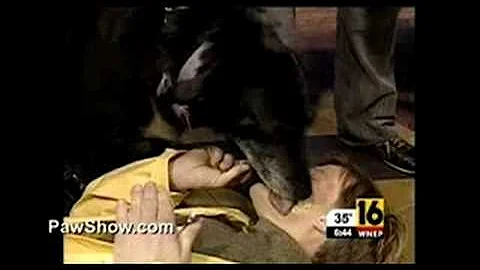 Dempsey Dog Licks Peanut Butter Off Face of TV Wea...