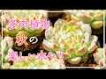 【多肉植物】押さえておきたいポイントは1つだけ！※コメント欄に訂正があります🙇