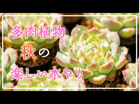 多肉植物】押さえておきたいポイントは1つだけ！※コメント欄に訂正が