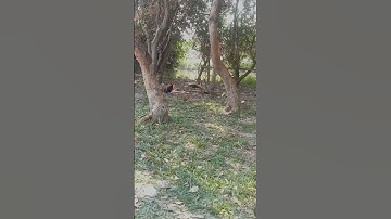 qaib qus seej heev muaj me nyua coob lawm leej twg xav tau no nug tau nawb