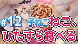 【キャットフード】COMBO子ねこ用のレビュー