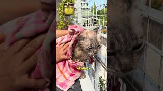 Belajar mandiin kucing sendiri gratis 😀😀🐈🐈 #cat #kucing #grooming #videolucu