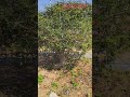 AHEAD Thailand Operculicarya Pachypus OPCP008 The Madagascan Bonsai Masterpiece #Operculicarya