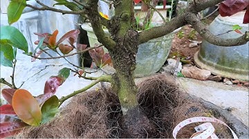 Gốc mai vàng xù đế xù thân cực hay 0383938201