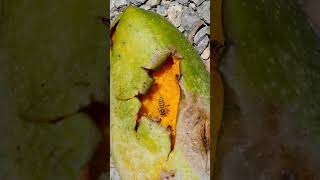 Bees Enjoying Mango Fruits My Edible Garden