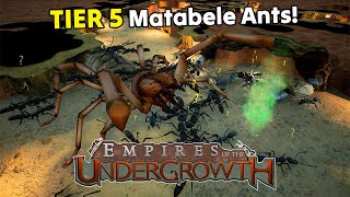 LIVE | Can we BEAT 5.1 & 5.2 on Hard + Challenge Mode!?  Empires of the Undergrowth 1.0 Gameplay