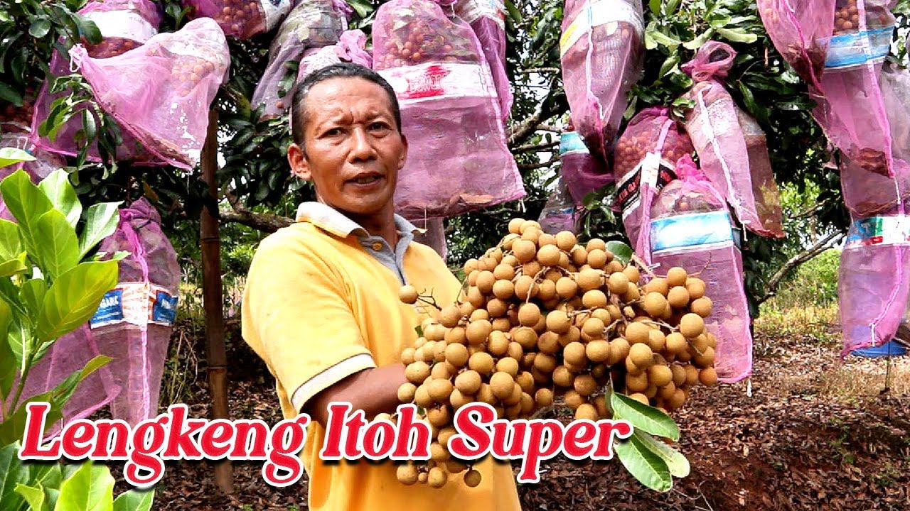 Kelengkeng Itoh Super #adyrajalengkeng #lengkeng #itohsuper #newkristal #greengarden