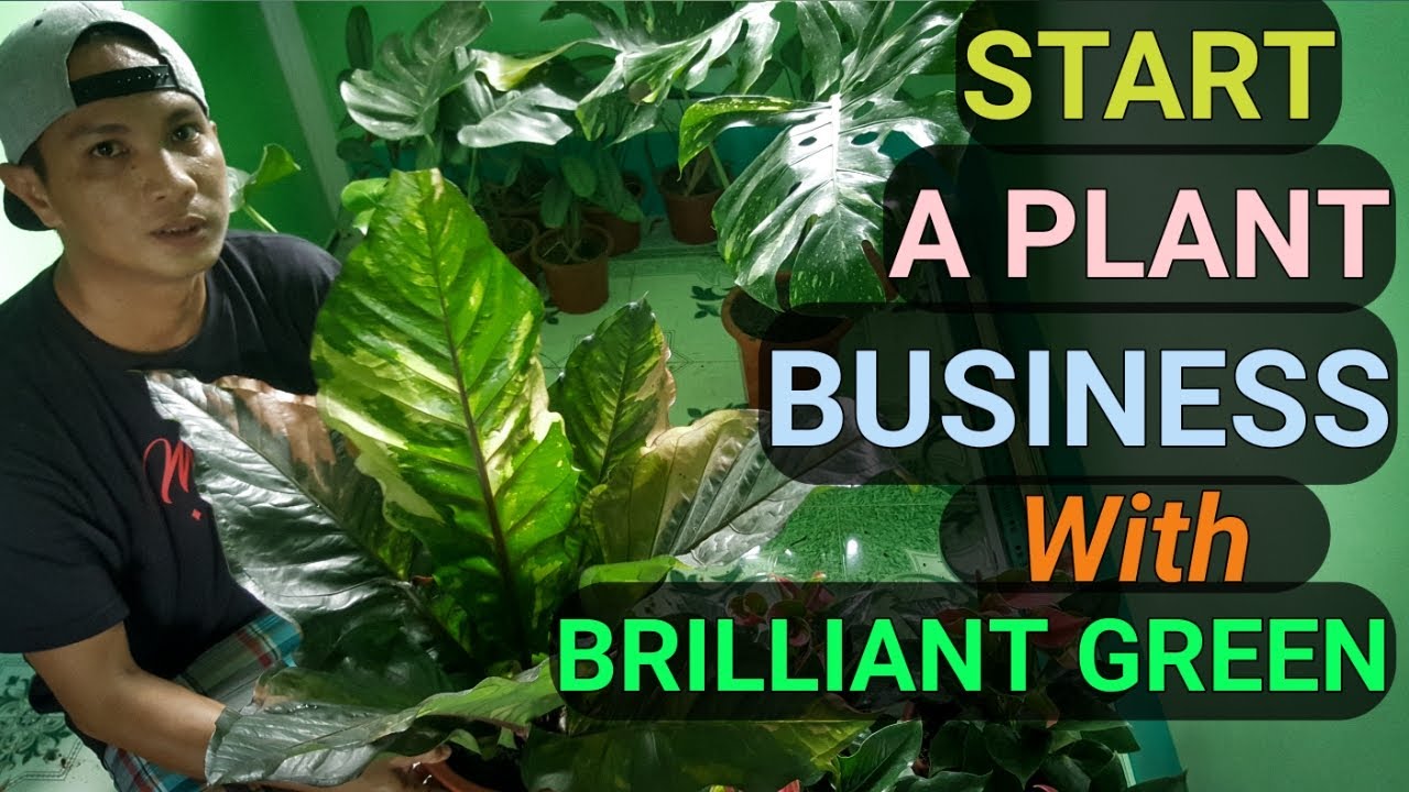 START A PLANT BUSINESS WHOLESALE PRICE AVAILABLE plantzilla bhl YouTube