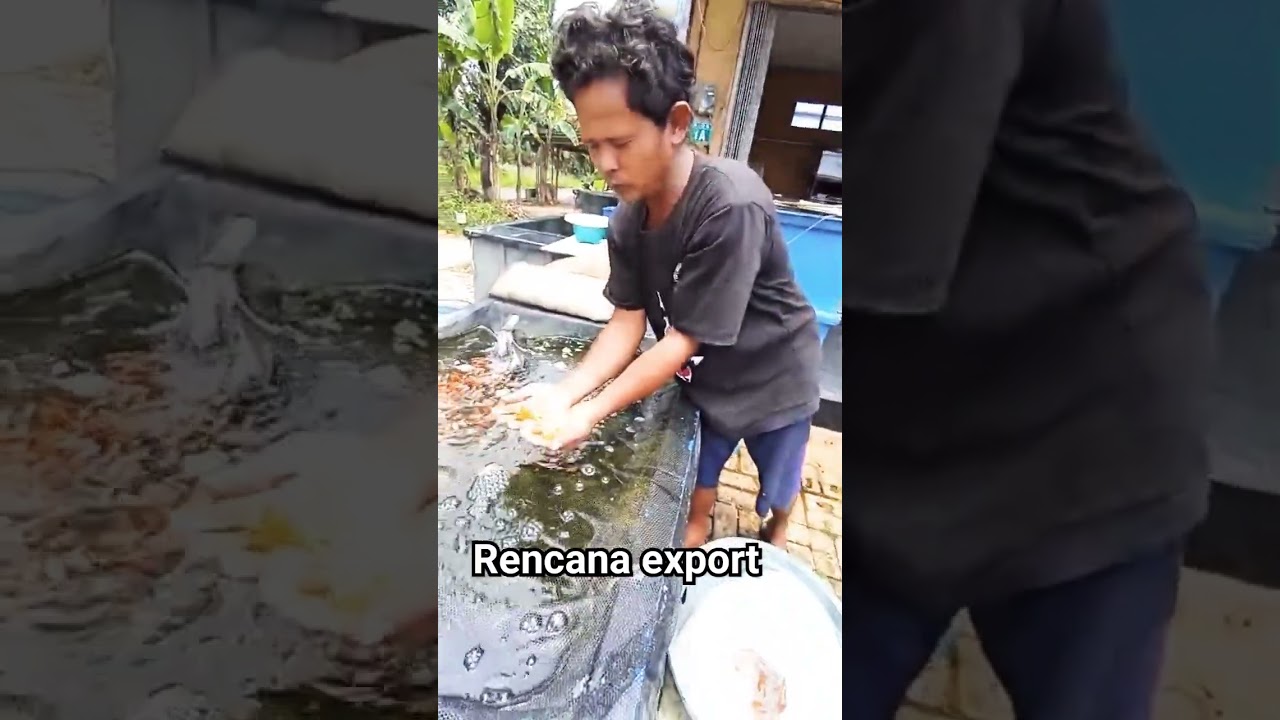 Rencana export ikan koi 